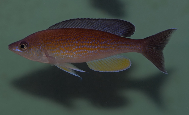 Cyprichromis pavo 'Kantalamba'